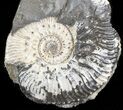 Wide Kosmoceras Ammonite - England #42646-1